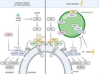 The TSC Complex-mTORC1 Axis: From Lysosomes to Stress Granules and Back